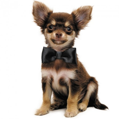 Метелик для собак XS чорний