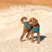 Жилет Pet Fashion «E.Vest» для собак  розмір L морська хвиля