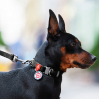 Нашийник для собак водостійкий WAUDOG Waterproof, металева пряжка-фастекс, чорний, розмір M (28-40 см), ширина 20 мм