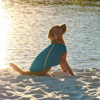 Жилет Pet Fashion «E.Vest» для собак  розмір L морська хвиля