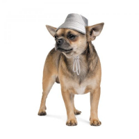 Шапка Pet Fashion «Party» для собак, розмір XS, сіра (зима)