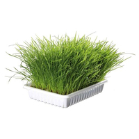 Трава Trixie Soft Grass для котів та кошенят, контейнер,