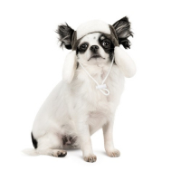 Шапка Pet Fashion Bubo для собак, розмір XS, хакі