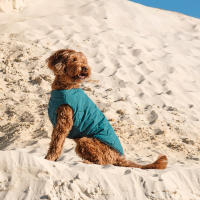 Жилет Pet Fashion «E.Vest» для собак  розмір L морська хвиля