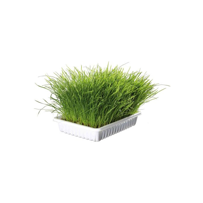 Трава Trixie Soft Grass для котів та кошенят, контейнер,