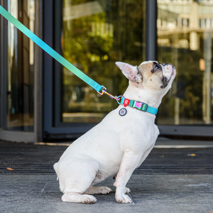 Нашийник для собак з нейлону WAUDOG Nylon Recycled c QR паспортом, градієнт, L, Ш 25 мм, Дов 33-49 см блакитний 46532 Collar