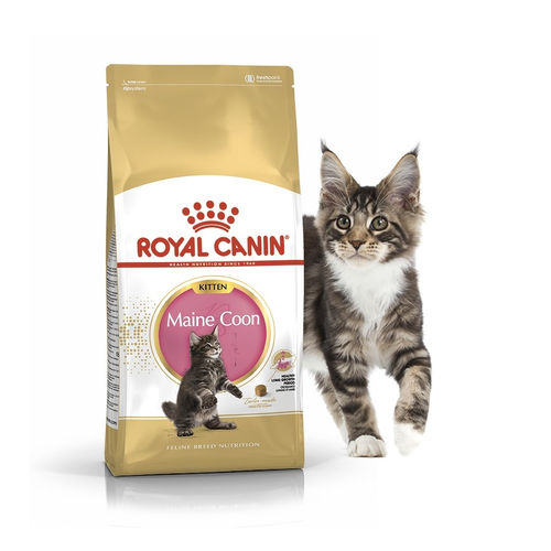 Royal Canin Maine Coon Kitten