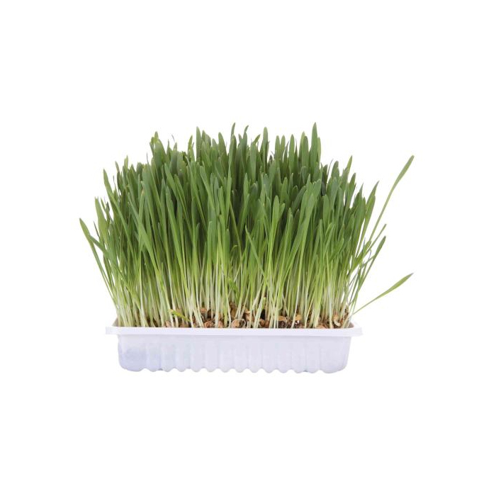 Трава Trixie для котів насіння ячменю, контейнер,