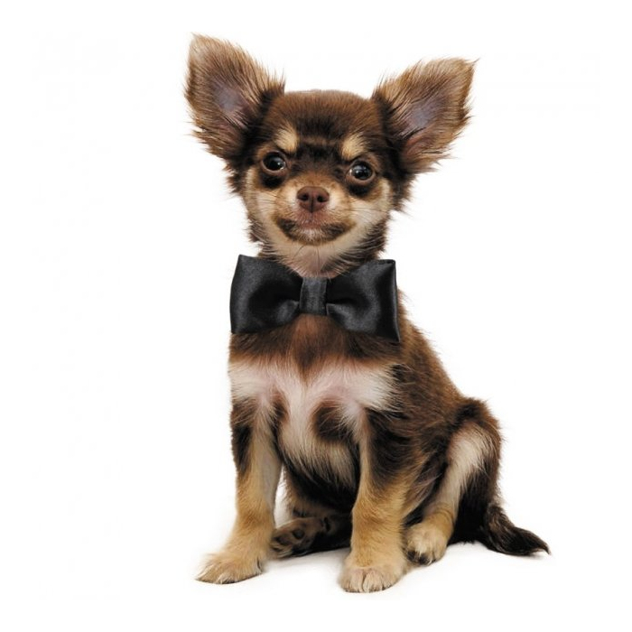 Метелик для собак XS чорний