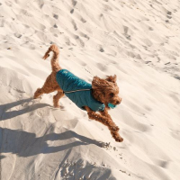 Жилет Pet Fashion «E.Vest» для собак  розмір L морська хвиля