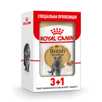 Royal Canin British Shorthair Adult (шматочки у соусі) для котів британська короткошерста, пауч  !3+1 Акція!
